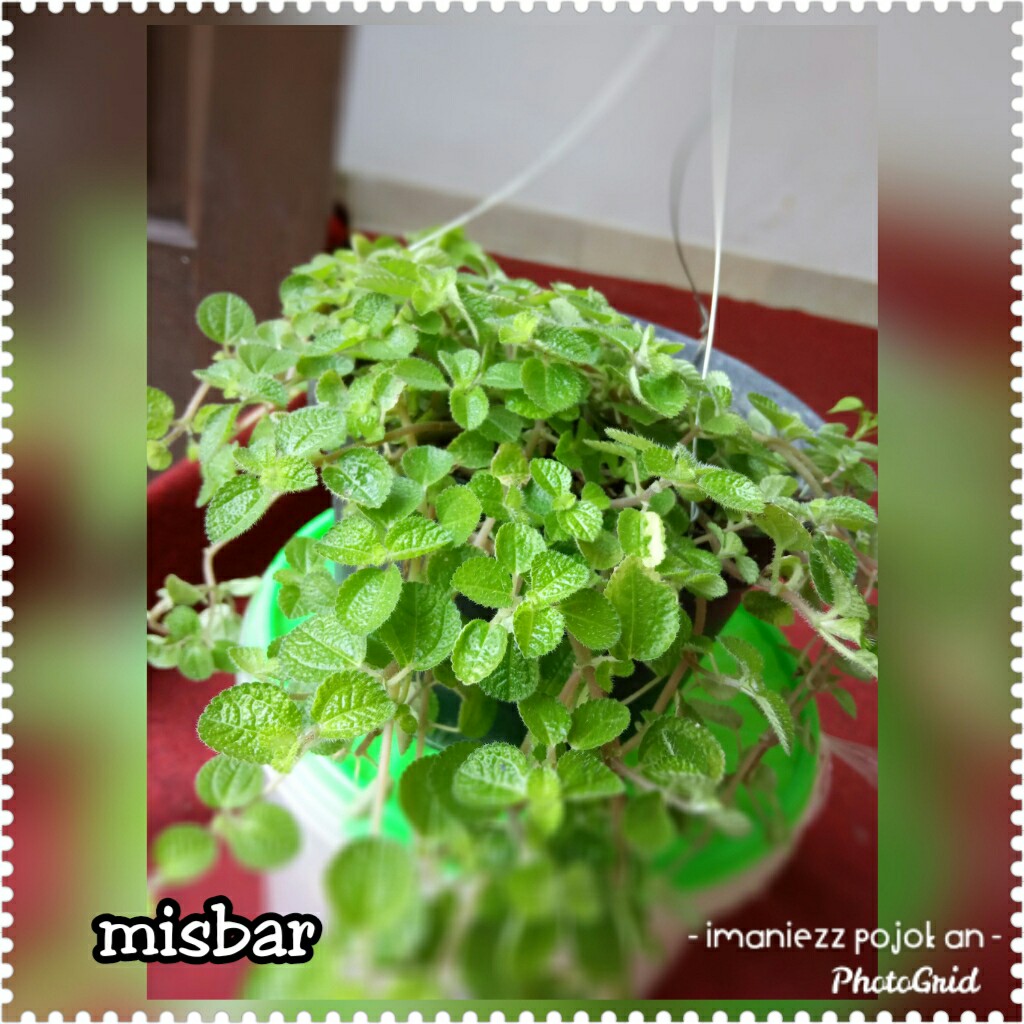 MISBAR