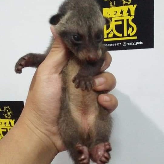 MUSANG PANDAN BABY