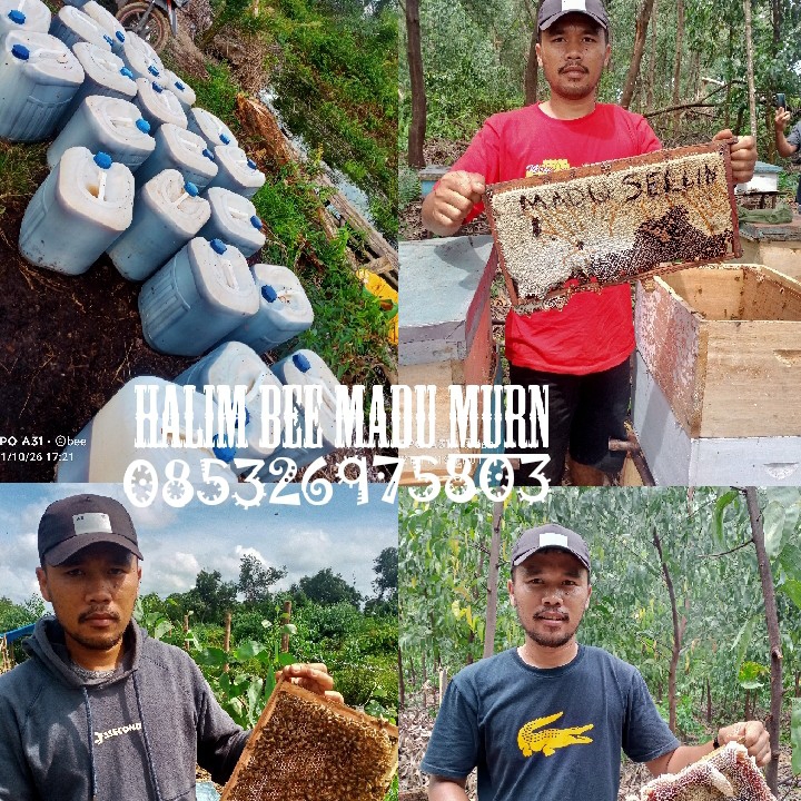 Madu Hitam Manis 