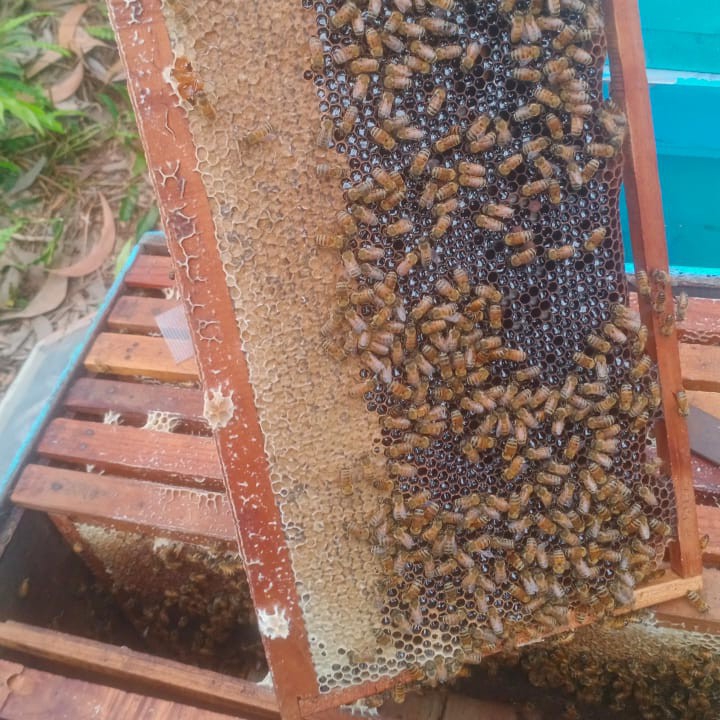 Madu Murni 2