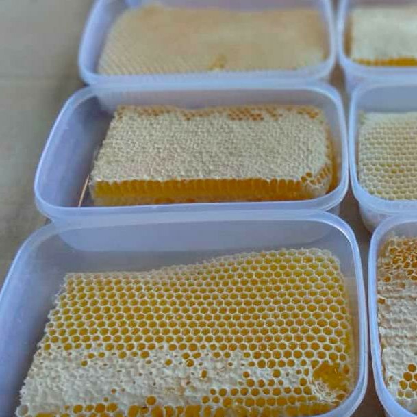 Madu Sarang Apis Malievera 2