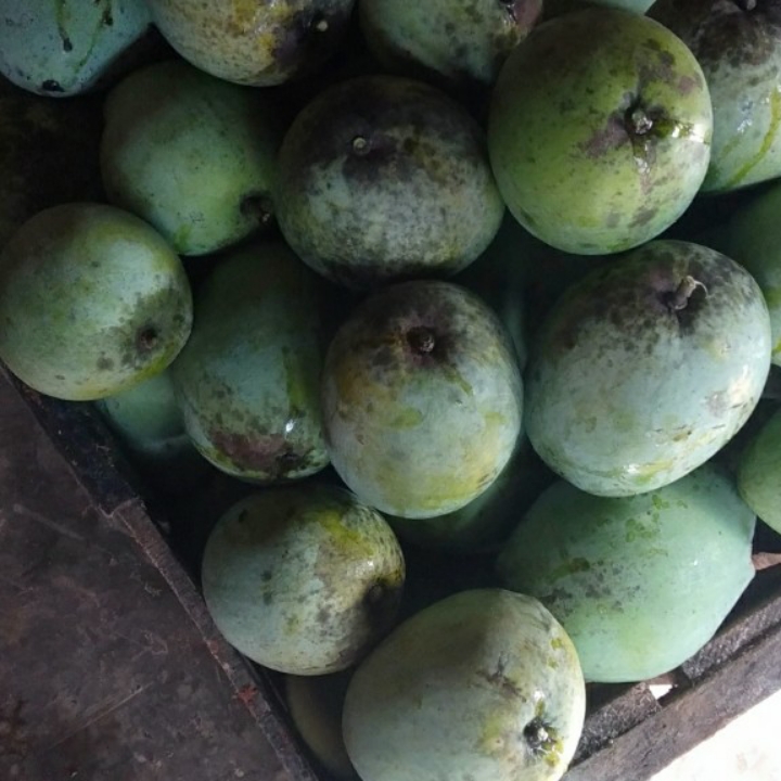 Manga Dermayu Per Kg