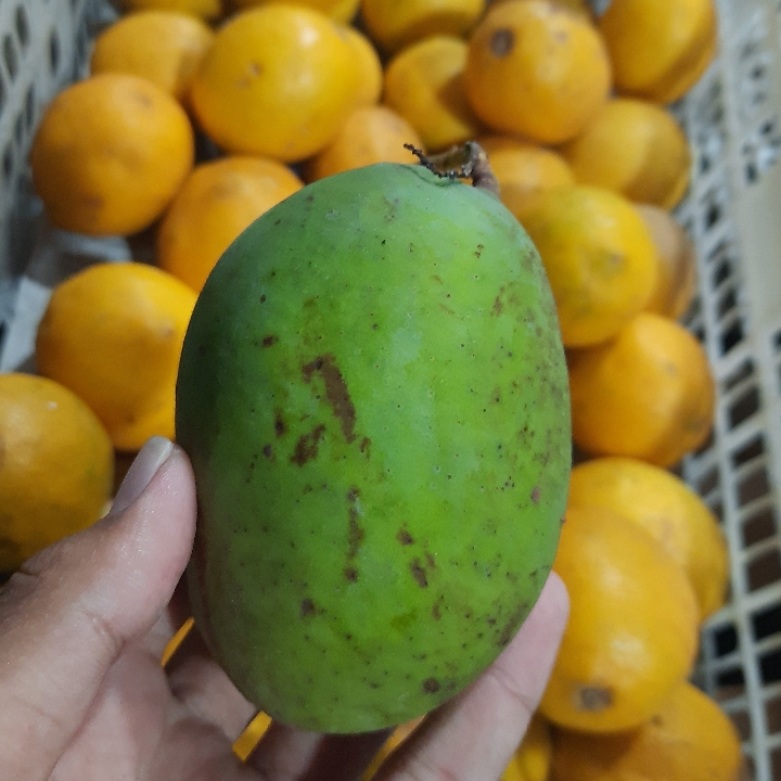 Mangga