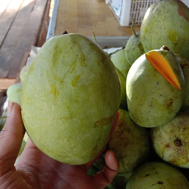 Mangga Cengkir 2
