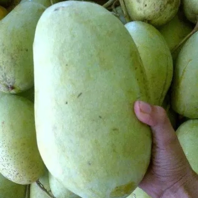 Mangga Darmayu