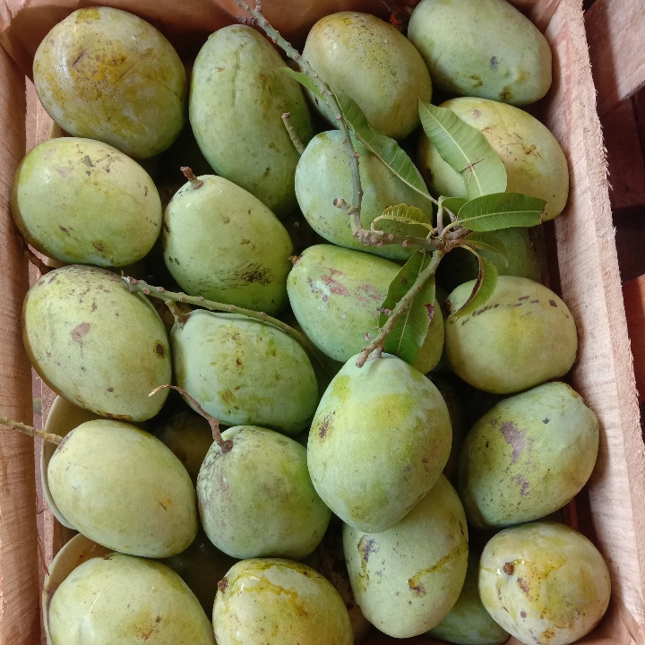 Mangga Dermayu Jawa 1
