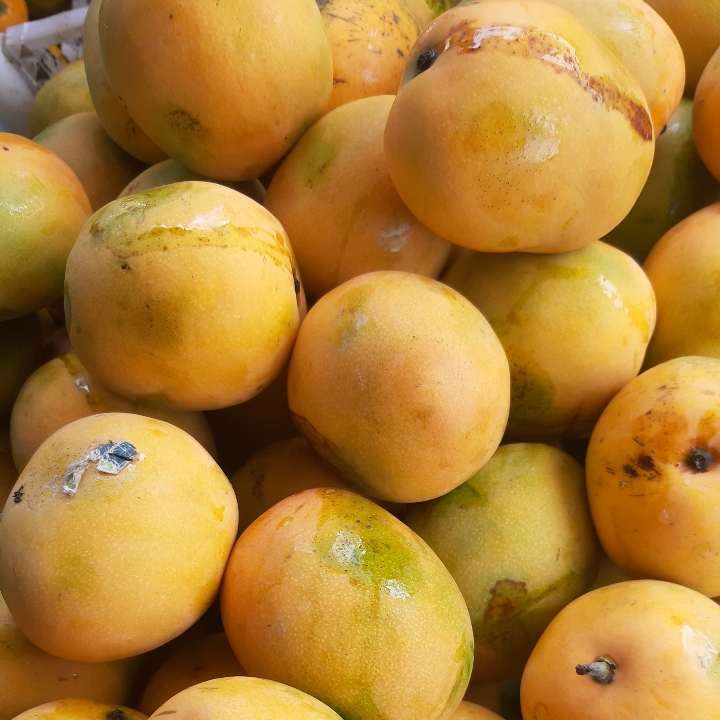 Mangga Gedong Gincu