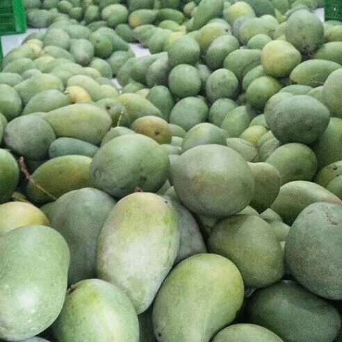 Mangga Harum Manis