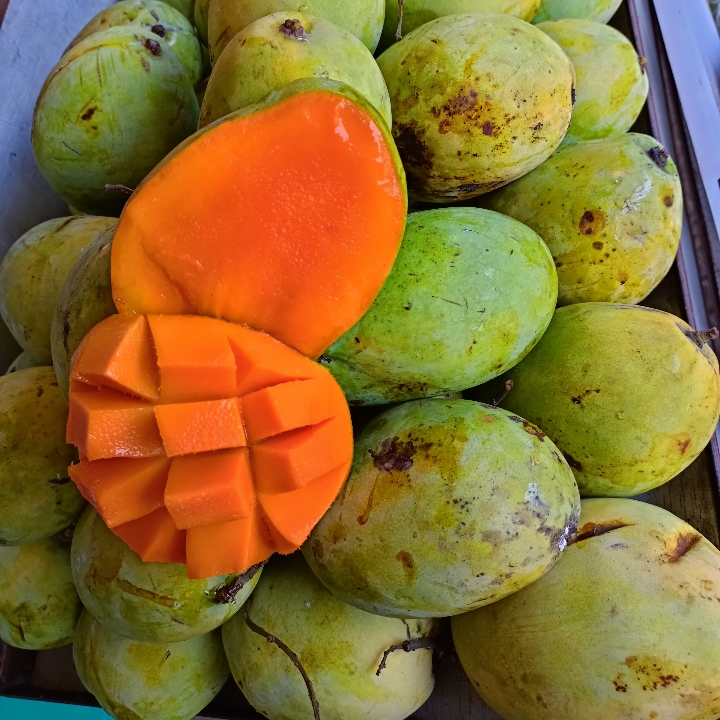 Mangga Indramayu Jawa 3