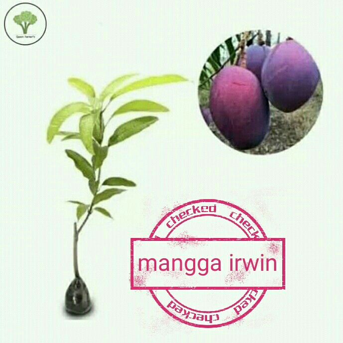 Mangga Irwin