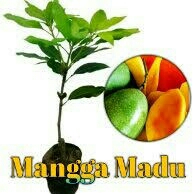 Mangga Madu