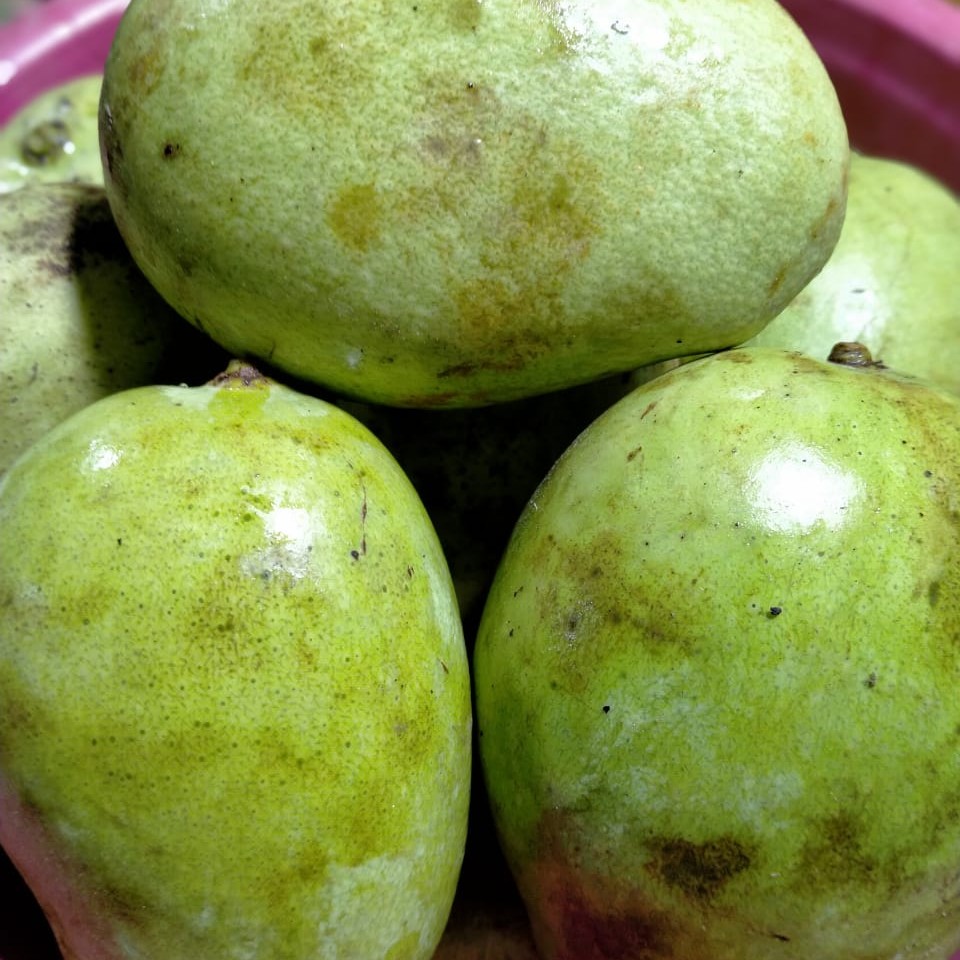 Mangga Rapuh