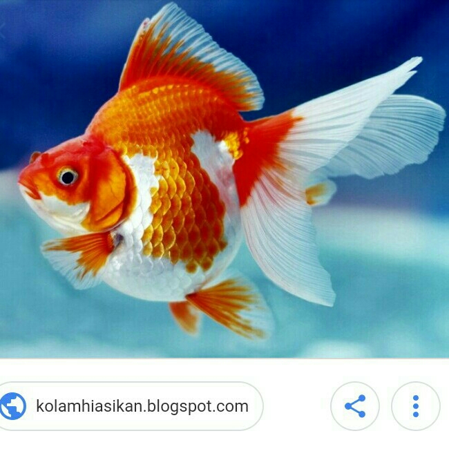 Mas Koi