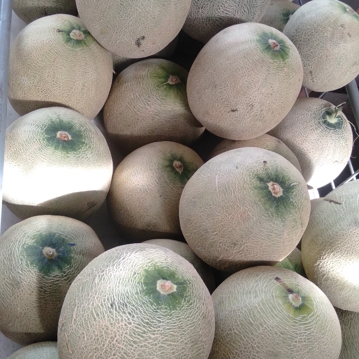 Melon 