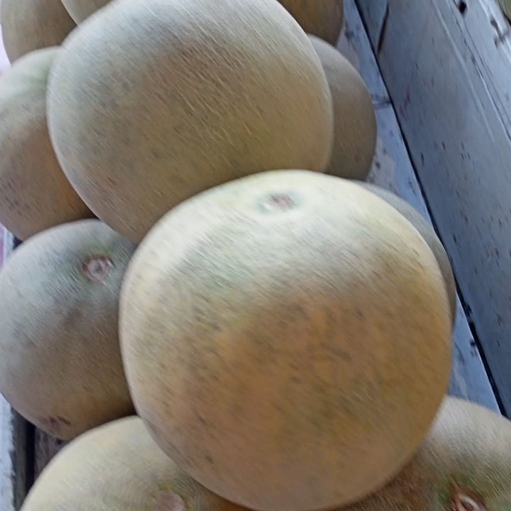 Melon