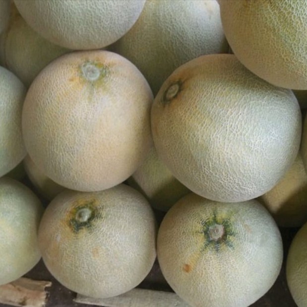 Melon