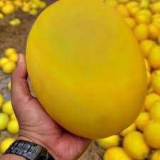 Melon Golden