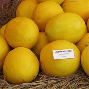 Melon Golden 2