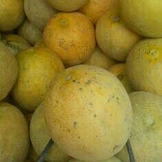 Melon Madu 