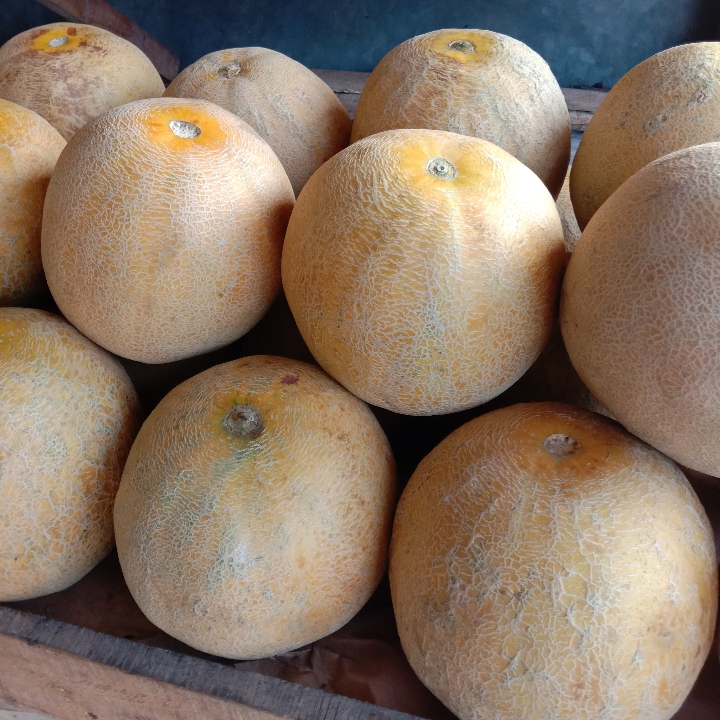 Melon Madu