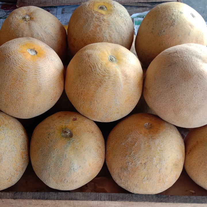 Melon Madu 2