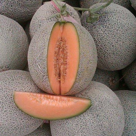 Melon Orange