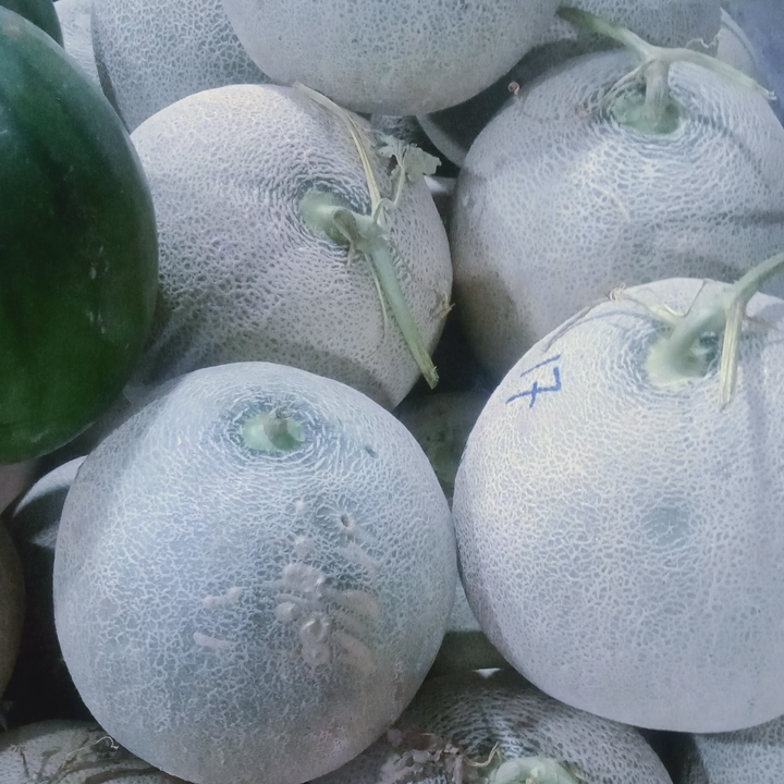 Melon Orange