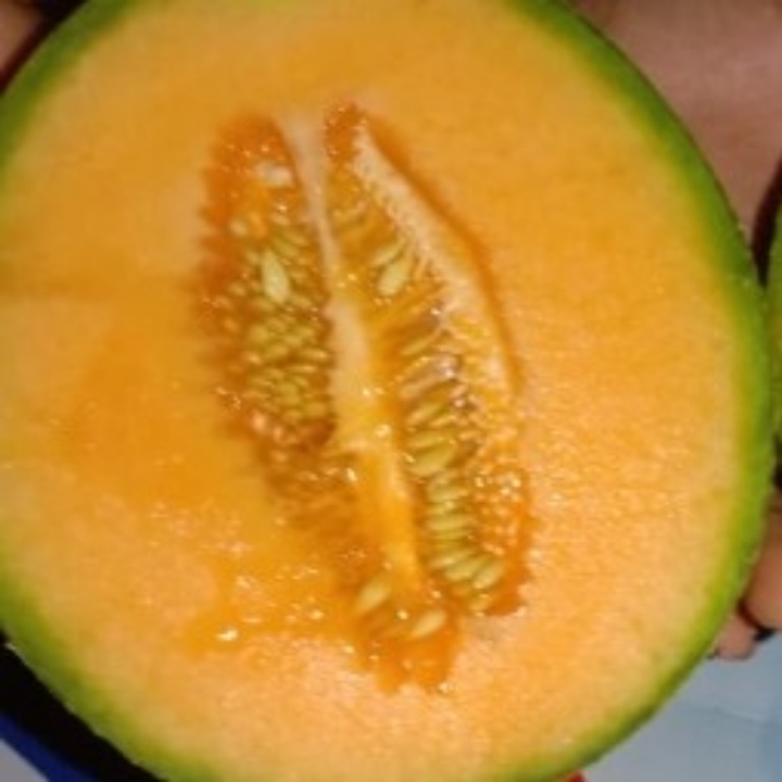 Melon Oren Per Biji