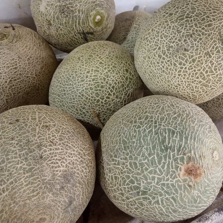 Melon Putih