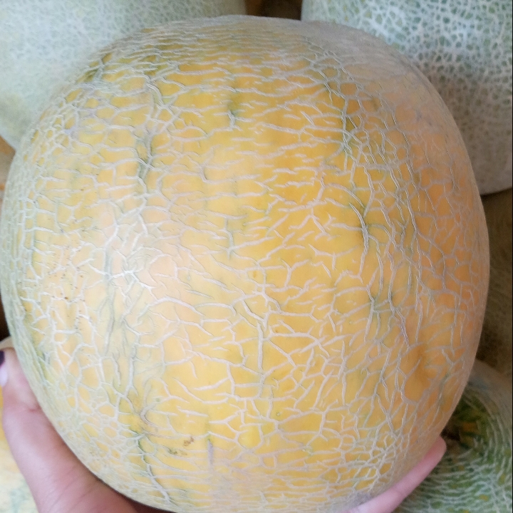 Melon Supet