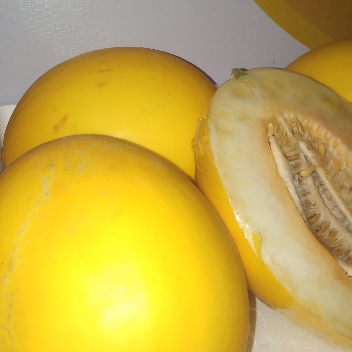 Melon gold