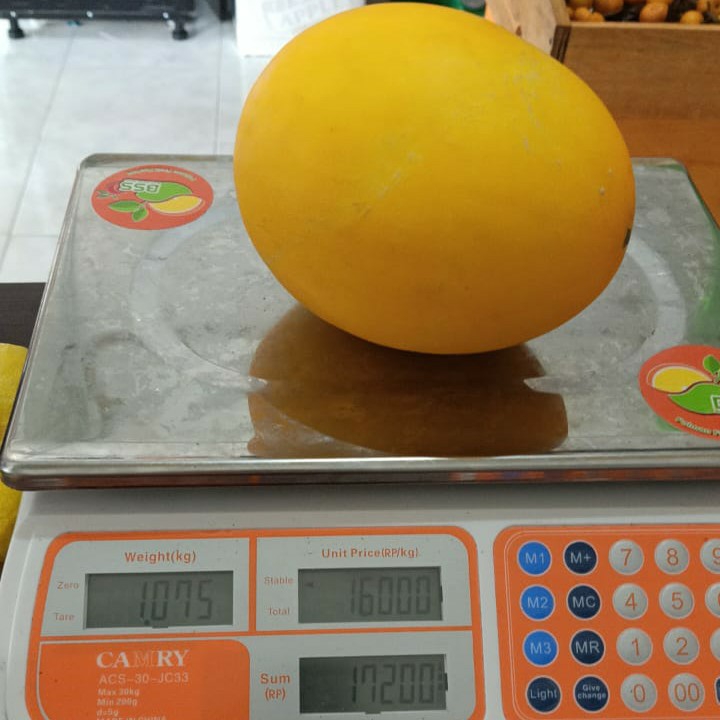 Melon gold 2