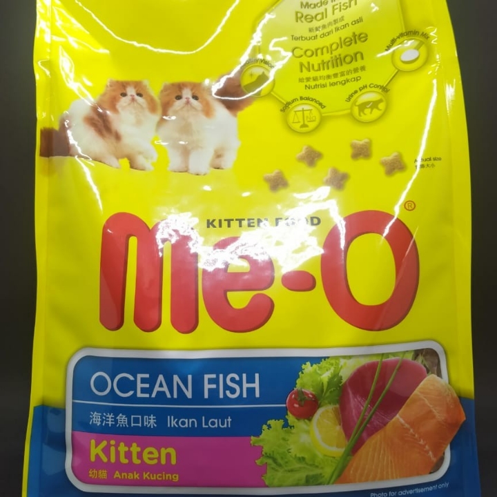 Meo Kitten 
