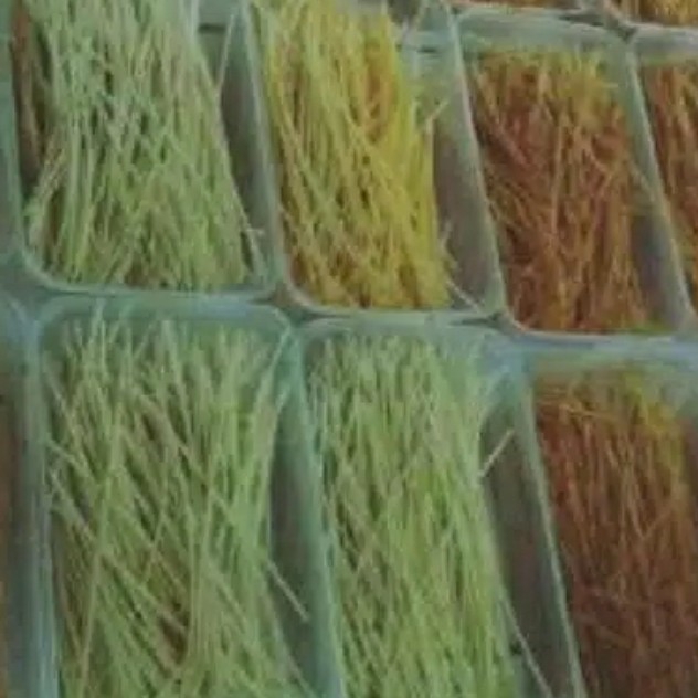Mie Biting Kecil 