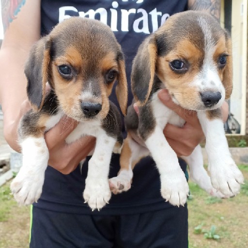 Mini Beagle