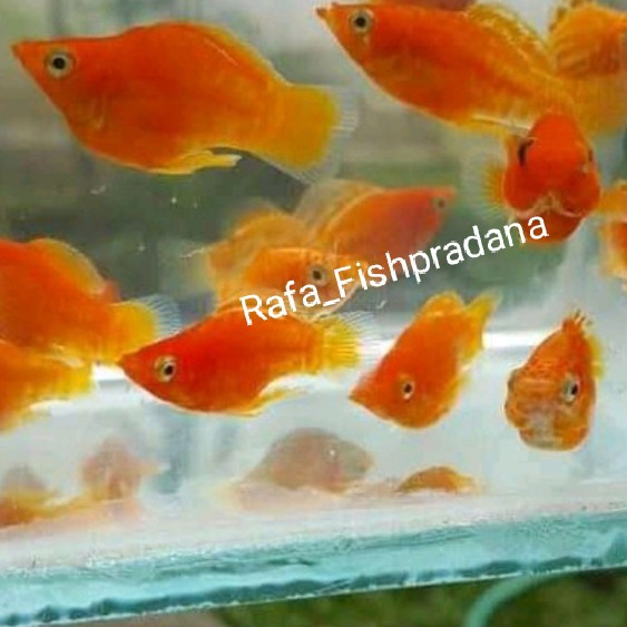 Molly balon orange