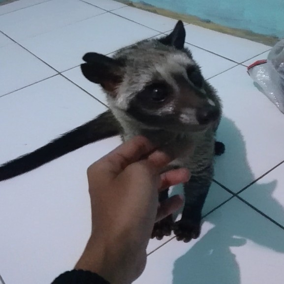 Musang Pandan 8bln Jinak Pangkur | C Groups