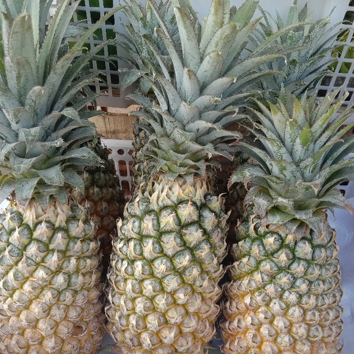 NANAS BATU JUMBO