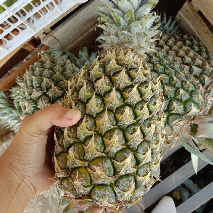 NANAS BATU JUMBO 2