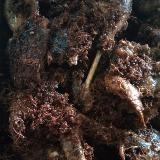 WARUNG BUMBU HITAM 2