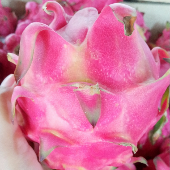 Naga Merah 