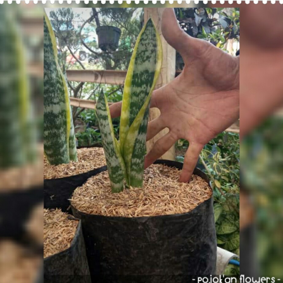 Nama Belum Di Ketahui