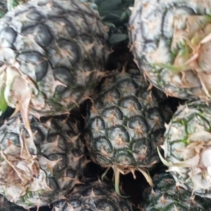 Nanas