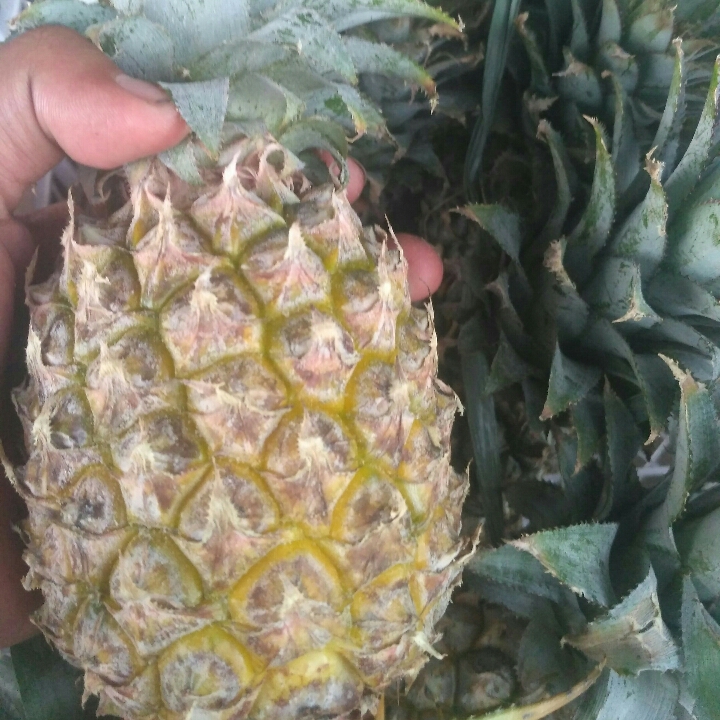 Nanas