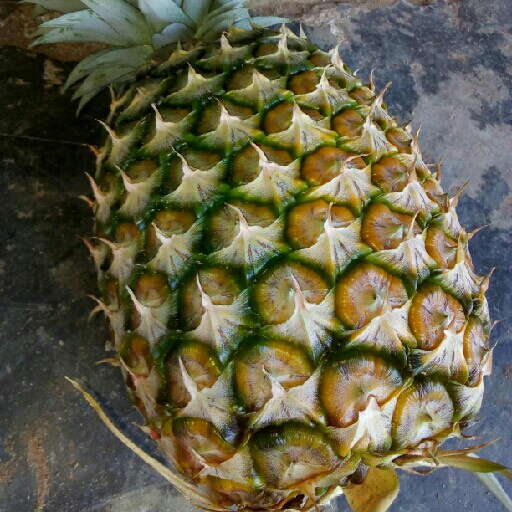 Nanas Bogor