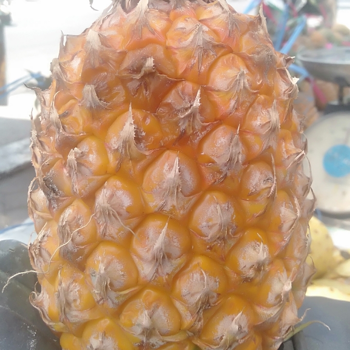 Nanas Madu Besar 1 Ikat Isi 3