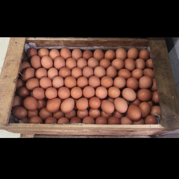 Telur Ayam
