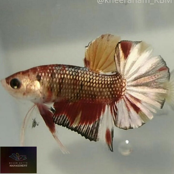 Ikan Cupang Nemo Coper
