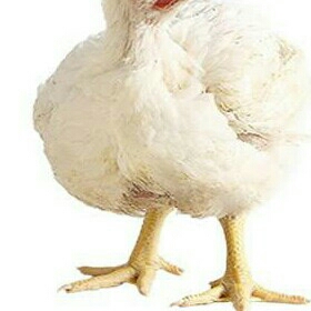 Ayam Potong