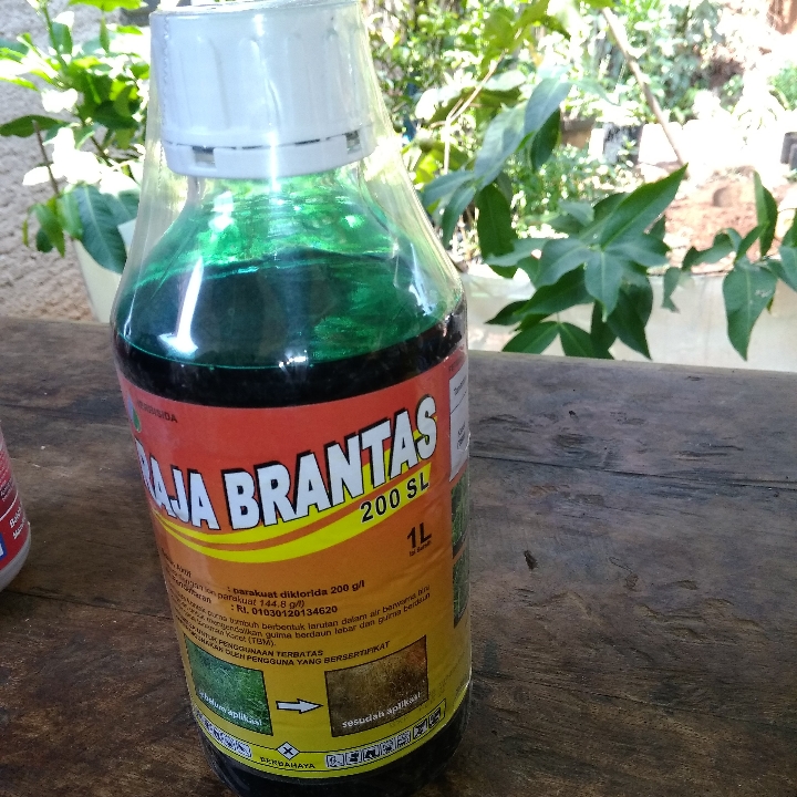 OBAT RUMPUT RAJA BRANTAS